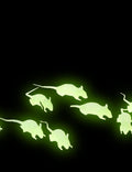 12 rats phosphorescents — photo fournisseur