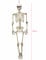 Squelette articulé 90 cm Halloween